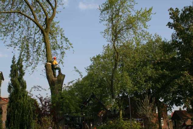 bomen rooien hovenier Doornik Doorning Doornspijk Doorwerth Drempt Dreumel Drie DrieÃ«nhuizen Driedorp Driel Driesprong Duinen Dunsborg Echteld Eck en Wiel Ede 